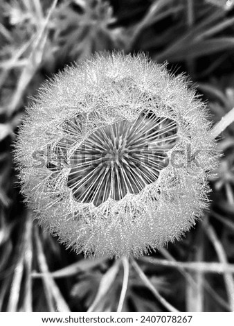 Black and white picture of a dandelion