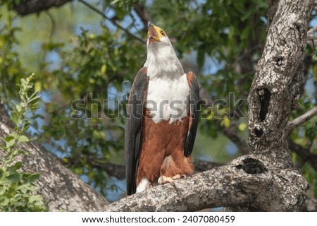 African fish eagle - Haliaeetus vocifer - perched, calling with dark green background. Photo from Chobe National Park in Bostwana