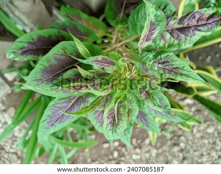 amaranthus tricolor which has started to grow up Royalty-Free Stock Photo #2407085187