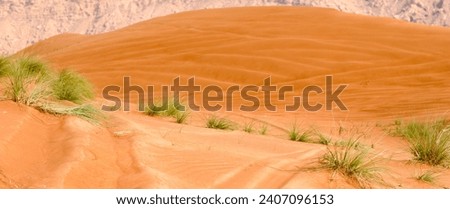 Desert safari landscape photo with grass