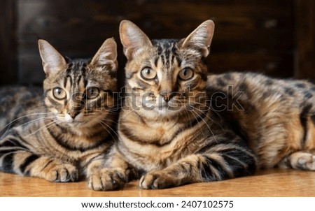 Bengali cat with partner on ground clase
