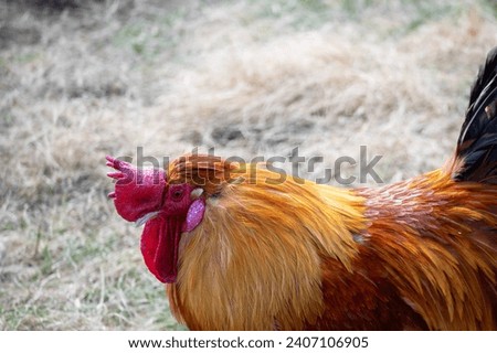 
A rooster walks on the grass