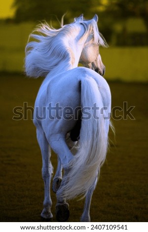 Camarillo White Horse at Farmhouse
