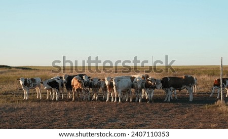 herd cows grazing field, agriculture, farm cow, young herd cows steppe, grazing on green meadow in summer, agriculture concept, feeding cows in a steppe field in summer, farm agriculture young cow.