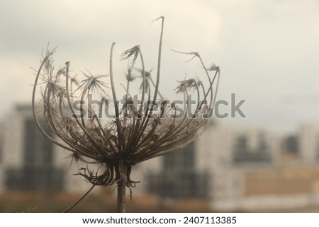 A close-up of a delicate, dried plant with intricate details, standing stark against a blurred urban skyline under an overcast sky