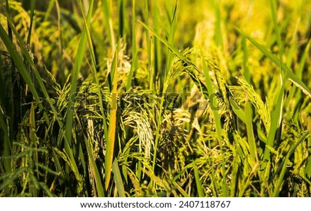 Close-up of organic rice grown without using chemicals, truly good for the health of consumers. Royalty-Free Stock Photo #2407118767