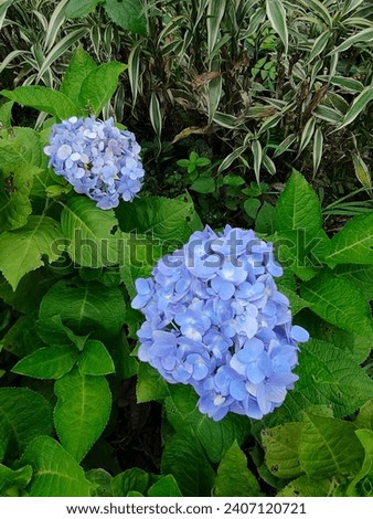 
Hortensia flower (Hydrangea macrophylla). This flower from Japan. This is a hydrange flower, and this flower has many benefits and meanings.