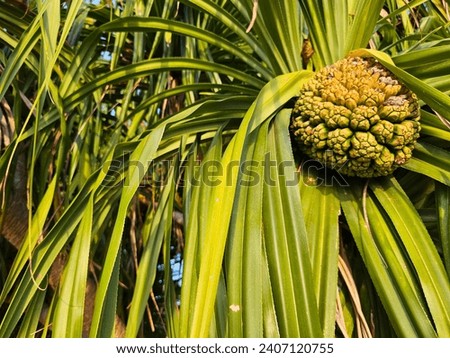Pandan Duri, a basic material for making mats that is easily found on the Pacific coast Royalty-Free Stock Photo #2407120755