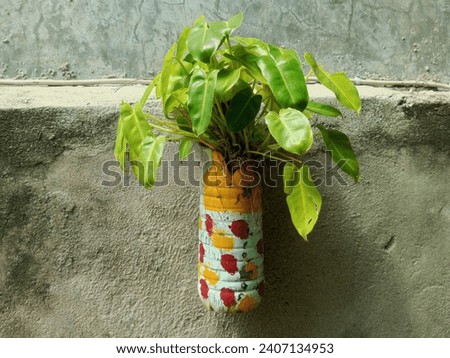 Ornamental plants planted in bottle containers hang on the walls