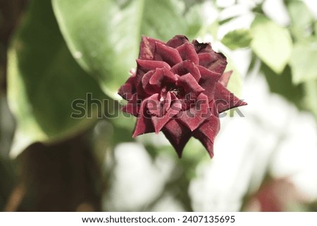 Beautiful Red roses or Rosa with blurry background. Bunga Mawar