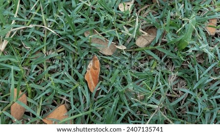 a landscape photo with a picture of green grass and some dry leaves on the ground