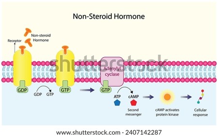 Nonsteroid hormones mechanism of action. The hormone is the first messenger, binds to the receptor and activating a second messenger inside the cell resulting in cellular response. Vector illustration Royalty-Free Stock Photo #2407142287