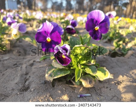 Picture of 2 violets in the autumn park of Rafsanjan city
