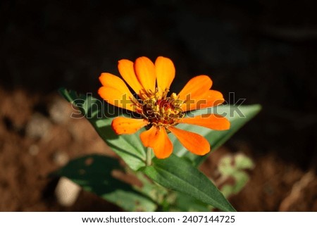 Zinia elegans or better known by its scientific name Zinnia elegans, is one of the most famous annual flowering plants from the genus Zinia