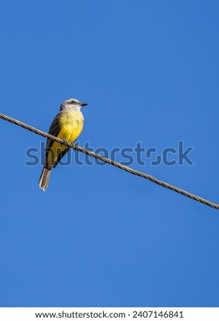 Myiozetetes similis, the Social Flycatcher, graces Central and South American habitats with its sociable nature. This small bird adds liveliness to the diverse tapestry of tropical landscapes. Royalty-Free Stock Photo #2407146841