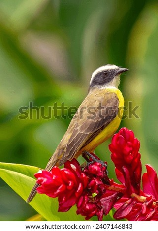 Myiozetetes similis, the Social Flycatcher, graces Central and South American habitats with its sociable nature. This small bird adds liveliness to the diverse tapestry of tropical landscapes. Royalty-Free Stock Photo #2407146843