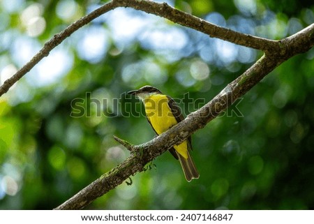 Myiozetetes similis, the Social Flycatcher, graces Central and South American habitats with its sociable nature. This small bird adds liveliness to the diverse tapestry of tropical landscapes. Royalty-Free Stock Photo #2407146847