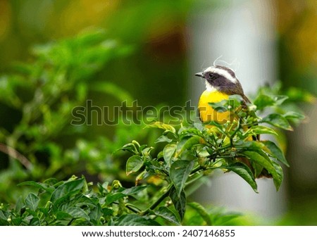 Myiozetetes similis, the Social Flycatcher, graces Central and South American habitats with its sociable nature. This small bird adds liveliness to the diverse tapestry of tropical landscapes. Royalty-Free Stock Photo #2407146855