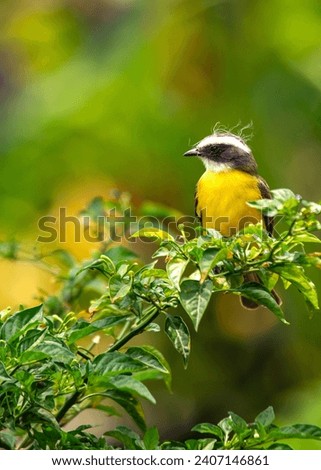 Myiozetetes similis, the Social Flycatcher, graces Central and South American habitats with its sociable nature. This small bird adds liveliness to the diverse tapestry of tropical landscapes. Royalty-Free Stock Photo #2407146861
