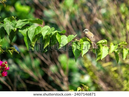 Myiozetetes similis, the Social Flycatcher, graces Central and South American habitats with its sociable nature. This small bird adds liveliness to the diverse tapestry of tropical landscapes. Royalty-Free Stock Photo #2407146871