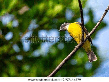 Myiozetetes similis, the Social Flycatcher, graces Central and South American habitats with its sociable nature. This small bird adds liveliness to the diverse tapestry of tropical landscapes. Royalty-Free Stock Photo #2407146879