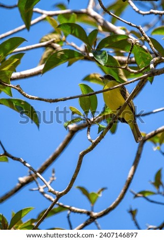 Myiozetetes similis, the Social Flycatcher, graces Central and South American habitats with its sociable nature. This small bird adds liveliness to the diverse tapestry of tropical landscapes. Royalty-Free Stock Photo #2407146897