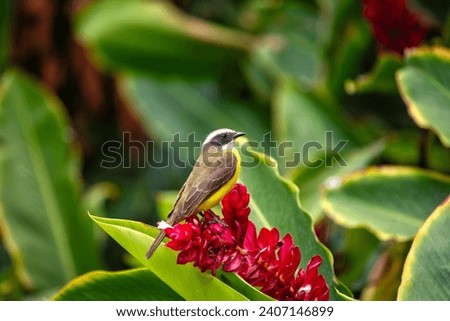 Myiozetetes similis, the Social Flycatcher, graces Central and South American habitats with its sociable nature. This small bird adds liveliness to the diverse tapestry of tropical landscapes. Royalty-Free Stock Photo #2407146899