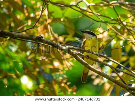 Myiozetetes similis, the Social Flycatcher, graces Central and South American habitats with its sociable nature. This small bird adds liveliness to the diverse tapestry of tropical landscapes. Royalty-Free Stock Photo #2407146901