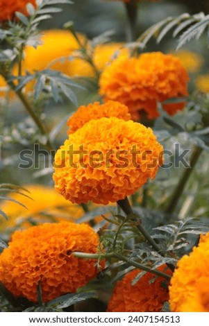Picture of yellow marigold flowers