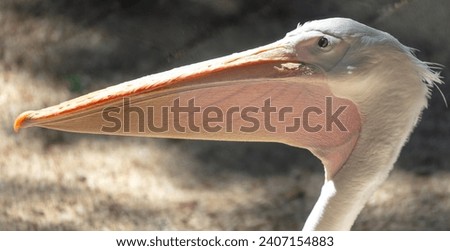 Portrait of a pelican in the zoo.