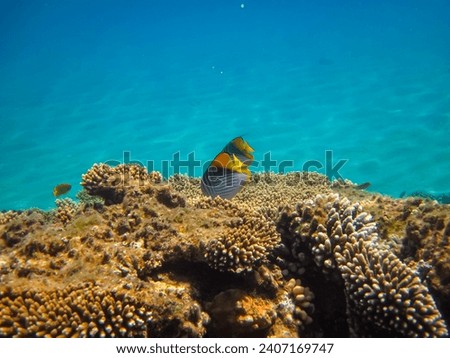 Chaetodon auriga or Cuneiform butterfly in the coral reef of the Red Sea