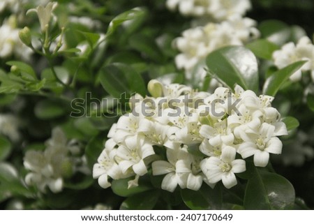 Dwarf glass tree auspicious tree fragrant flowers soft white popularly planted as an ornamental plant around the house morning natural light space on the left side of the image