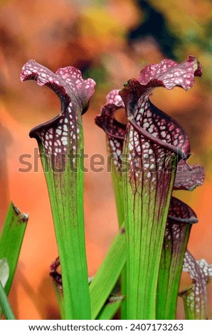 The trumpet pitcher (Sarracenia leucophylla Royal Red), a beautiful insectivorous plant Royalty-Free Stock Photo #2407173263