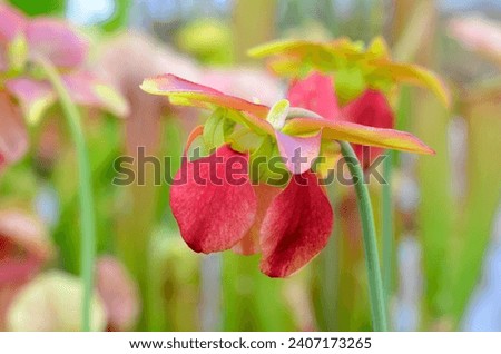 Detail of the flower of trumpet pitcher (Sarracenia Hummers Hammerhead), a beautiful insectivorous plant Royalty-Free Stock Photo #2407173265