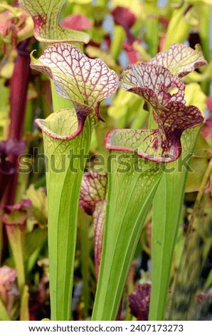 Detail of trumpet pitcher (Sarracenia x moorei H-62-MK), a beautiful insectivorous plant Royalty-Free Stock Photo #2407173273