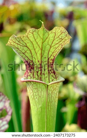 Detail of trumpet pitcher (Sarracenia x moorei H-62-MK), a beautiful insectivorous plant Royalty-Free Stock Photo #2407173275