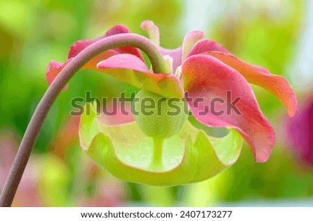 Detail of the flower of trumpet pitcher (Sarracenia Wrigleyana), a beautiful insectivorous plant. Selective blur in areas of the image Royalty-Free Stock Photo #2407173277