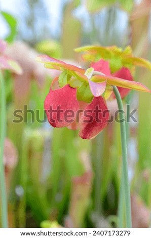 Detail of the flower of trumpet pitcher (Sarracenia Hummers Hammerhead), a beautiful insectivorous plant Royalty-Free Stock Photo #2407173279