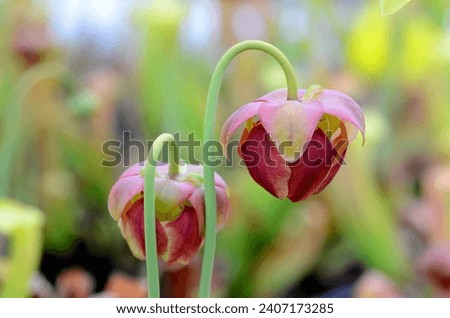 Detail of the flower of trumpet pitcher (Sarracenia x formosa), a beautiful insectivorous plant Royalty-Free Stock Photo #2407173285
