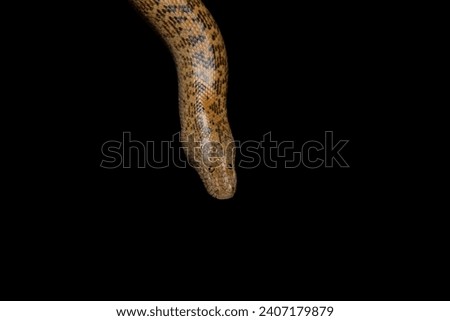 Arabian sand boa or Jayakar's sand boa, is a species of snake in the family Boidae. The species is endemic to the Arabian Peninsula and Iran where it spends the day buried in the sand. Royalty-Free Stock Photo #2407179879