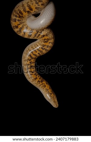 Arabian sand boa or Jayakar's sand boa, is a species of snake in the family Boidae. The species is endemic to the Arabian Peninsula and Iran where it spends the day buried in the sand. Royalty-Free Stock Photo #2407179883