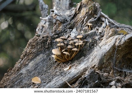 Hypholoma fasciculare mushrooms growing on a stump in October. Hypholoma fasciculare, the sulfur tuft or clustered woodlover, is a common woodland mushroom. Berlin, Germany Royalty-Free Stock Photo #2407181567