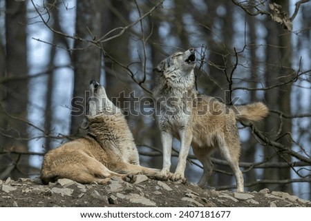Two canadian timberwolves howling in front of a forest.