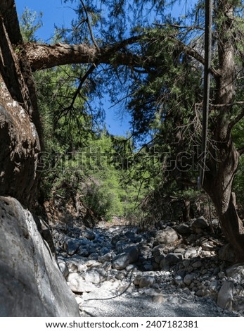 A picture of the classic Samaria Gorge landscape, with rocks on the ground and surrounding trees and mountains.