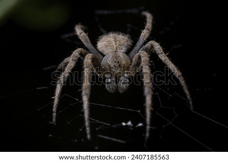 The barn spider (Araneus cavaticus) is a common orb-weaver spider that is native to North America. They are usually yellow and brown in color and are about three-quarters of an inch (20 mm) in length. Royalty-Free Stock Photo #2407185563
