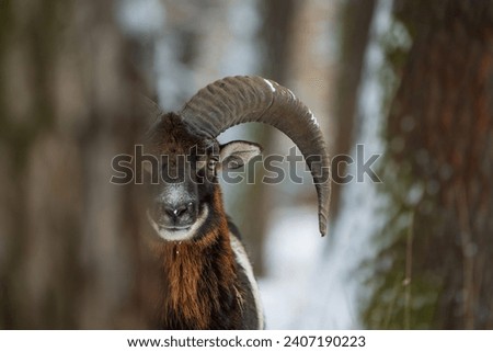 male mouflon (Ovis aries musimon) s a feral subspecies of the primitive domestic sheep, in the winter forest male behind the tree