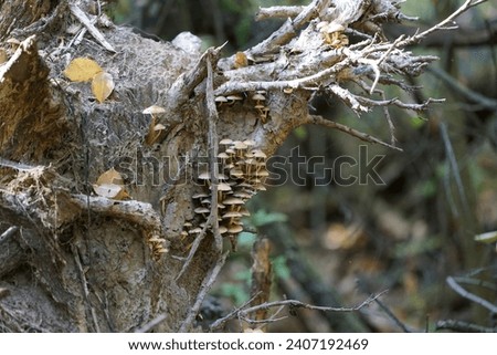 Hypholoma fasciculare mushrooms growing on a stump in October. Hypholoma fasciculare, the sulfur tuft or clustered woodlover, is a common woodland mushroom. Berlin, Germany Royalty-Free Stock Photo #2407192469