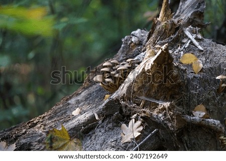 Hypholoma fasciculare mushrooms growing on a stump in October. Hypholoma fasciculare, the sulfur tuft or clustered woodlover, is a common woodland mushroom. Berlin, Germany Royalty-Free Stock Photo #2407192649