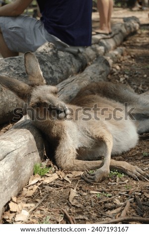 An Eastern Grey Kangaroo resting alongside visitors at Featherdale Wildlife park in Sydney, Australia