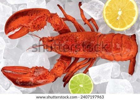 top view of boiled whole canadian lobster, homarus americanus in ice cubes with lemon and lime, close up of expensive and luxurious seafood Royalty-Free Stock Photo #2407197963